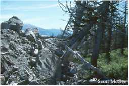 Lateral moraine advancing into the forest