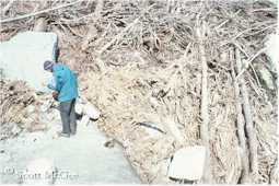 Trees toppled by the advancing Taku Glacier
